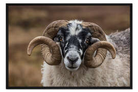 Gerahmter Kunstdruck Schottisches Schaf
