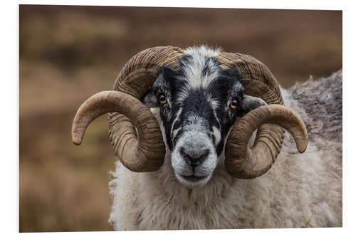 Foam board print Scottish black faced sheep