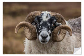 Naklejka na ścianę Scottish black faced sheep