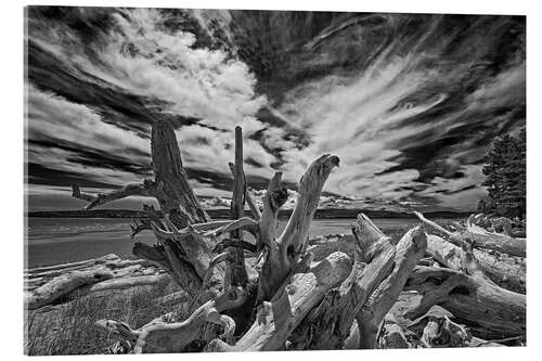 Acrylic print Driftwood on the seashore