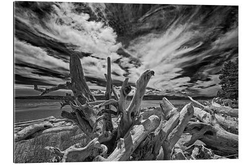 Gallery print Driftwood on the seashore