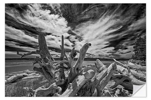 Vinilo para la pared Driftwood en la orilla del mar