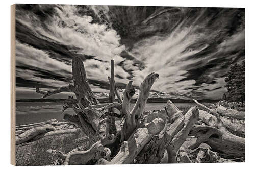 Wood print Driftwood on the seashore