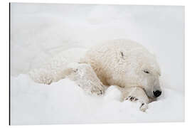 Quadro em alumínio Urso polar dormindo na neve