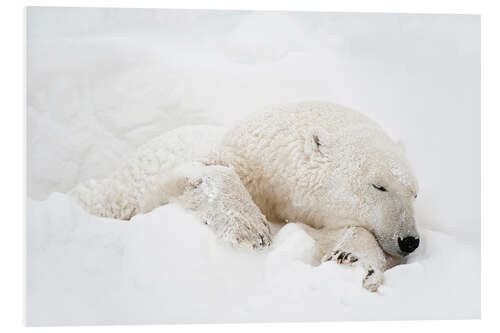 Foam board print Polar bear sleeping in the snow