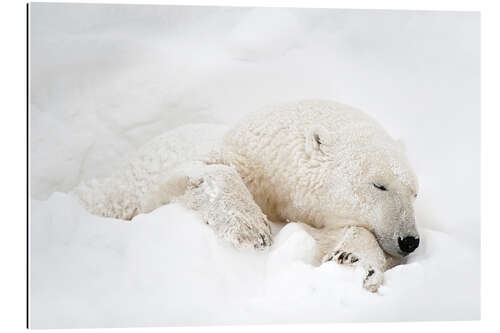 Gallery Print Eisbär schlafend im Schnee