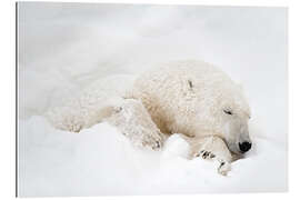 Galleriprint Polar bear sleeping in the snow