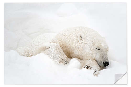 Naklejka na ścianę Polar bear sleeping in the snow