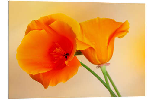 Gallery print Orange poppy seeds