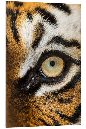 Aluminium print Beautiful eyes of the Malay tiger