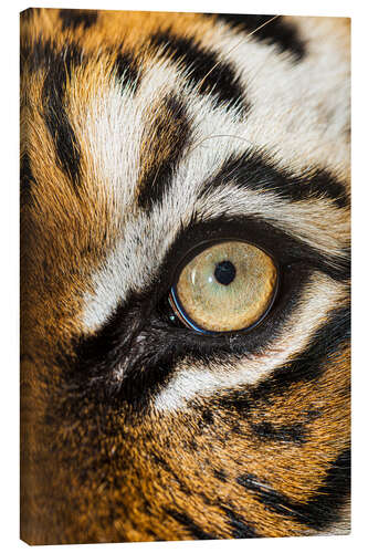 Tableau sur toile Beaux yeux du tigre malais