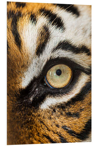 PVC print Beautiful eyes of the Malay tiger