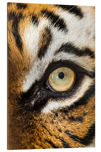 Gallery print Beautiful eyes of the Malay tiger