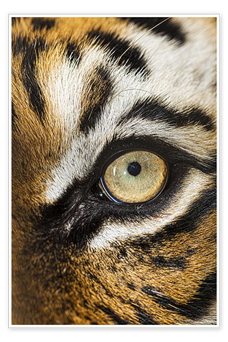 Poster Schöne Augen des malaiischen Tigers