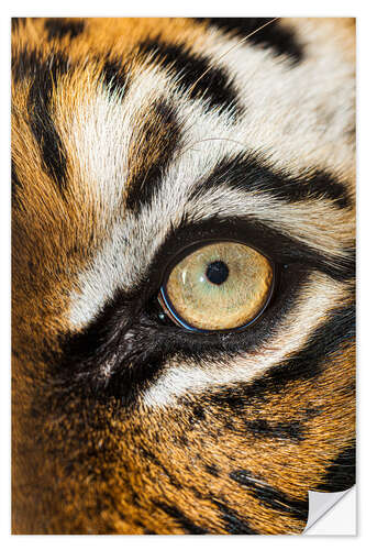 Naklejka na ścianę Beautiful eyes of the Malay tiger