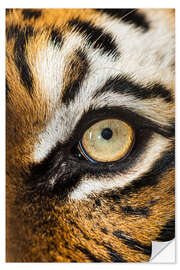 Selvklebende plakat Beautiful eyes of the Malay tiger