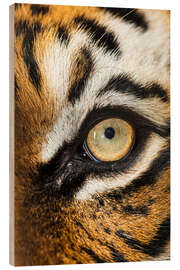 Wood print Beautiful eyes of the Malay tiger