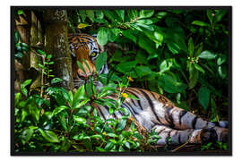Gerahmter Kunstdruck Ein malaiischer Tiger im Dickicht