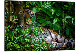 Gallery print A Malay tiger in the thicket