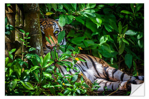 Selvklebende plakat A Malay tiger in the thicket