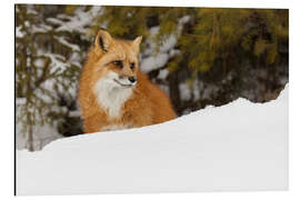 Aluminiumtavla Red fox in the deep winter snow