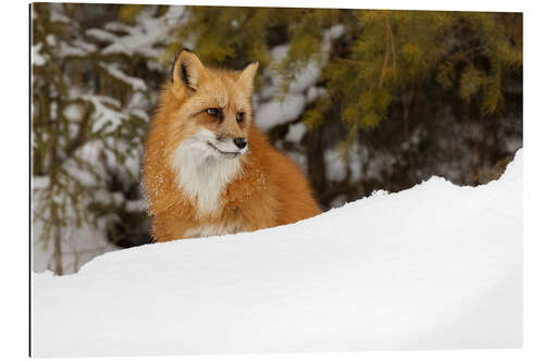 Galleriprint Red fox in the deep winter snow