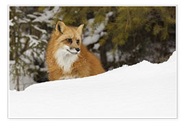 Wall print  Red fox in the deep winter snow - Adam Jones