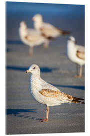 Acrylic print Ring-billed gulls