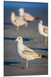 PVC-taulu Ring-billed gulls