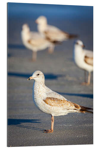 Gallery print Ring-billed gulls