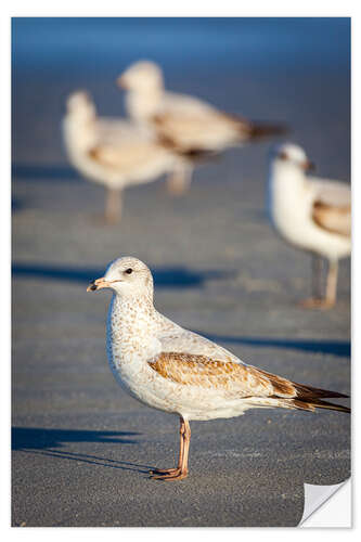 Selvklæbende plakat Ring-billed gulls