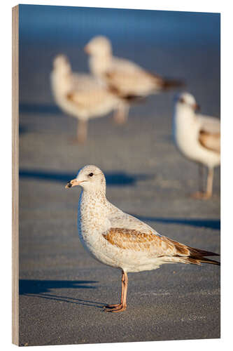 Wood print Ring-billed gulls