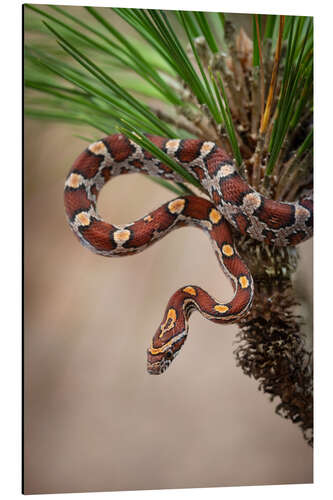 Aluminium print Corn snake in long-leaved pine