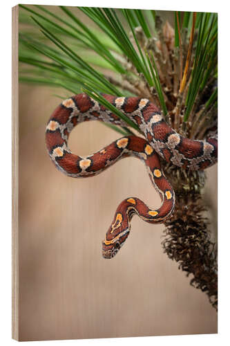 Obraz na drewnie Corn snake in long-leaved pine