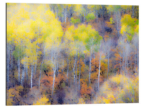 Aluminium print Yellow fall aspen