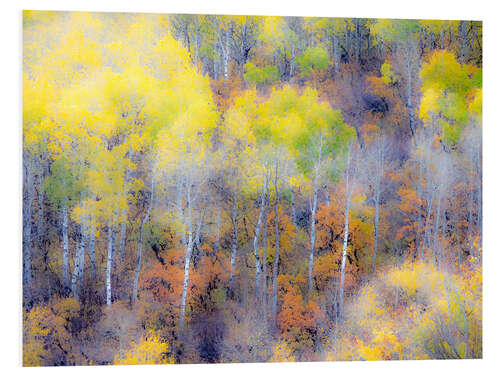 Foam board print Yellow fall aspen