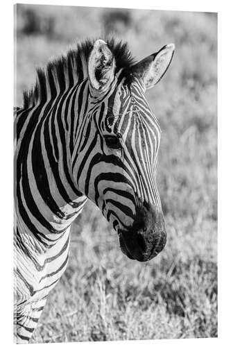 Tableau en verre acrylique Head of a plains zebra