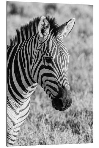 Tableau en aluminium Head of a plains zebra