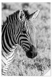 Selvklebende plakat Head of a plains zebra