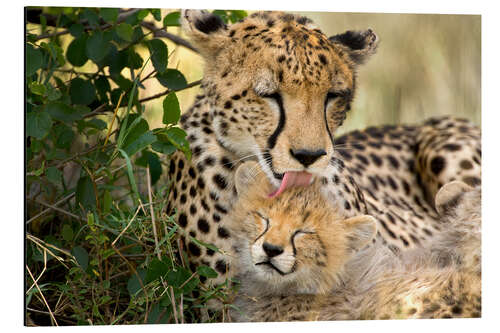 Aluminium print Cat washing with the cheetahs