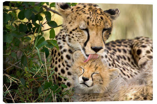 Canvas print Cat washing with the cheetahs