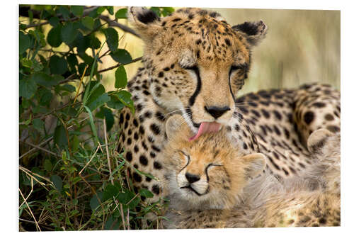 Foam board print Cat washing with the cheetahs