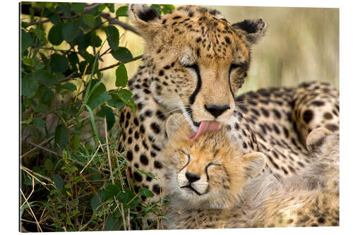 Gallery print Cat washing with the cheetahs