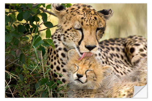 Selvklebende plakat Cat washing with the cheetahs