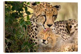 Quadro de madeira Cat washing with the cheetahs