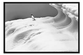 Gerahmter Kunstdruck Adelie-Pinguin auf einem Eisberg