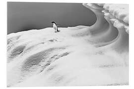 Foam board print Adelie penguin on an iceberg