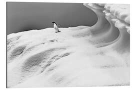 Magnettafel Adelie-Pinguin auf einem Eisberg