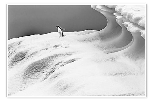 Poster Adelie penguin on an iceberg
