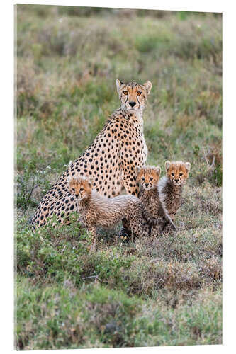 Tableau en verre acrylique Cheetah mother with cubs